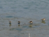 teeny shorebirds