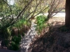 Dry stream in John Muir's orchard