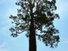 John Muir's giant sequoia