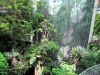Osher Rainforest
