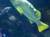 Steinhart Aquarium