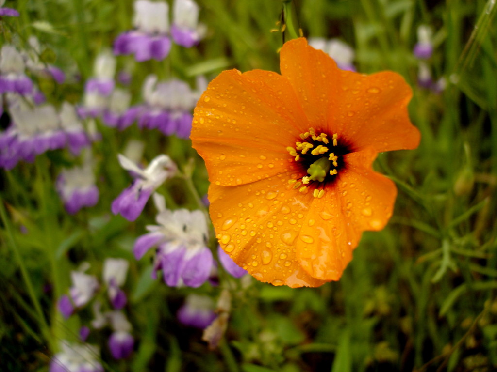 California Poppy