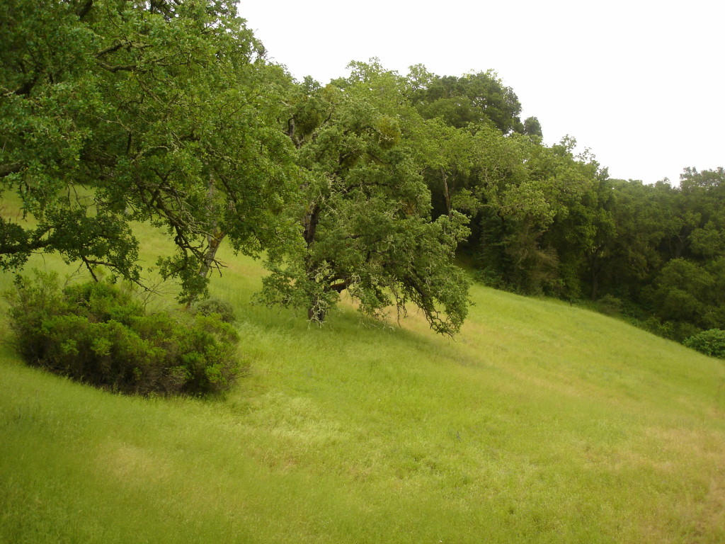 The hills offer a nice contrast to redwood forests