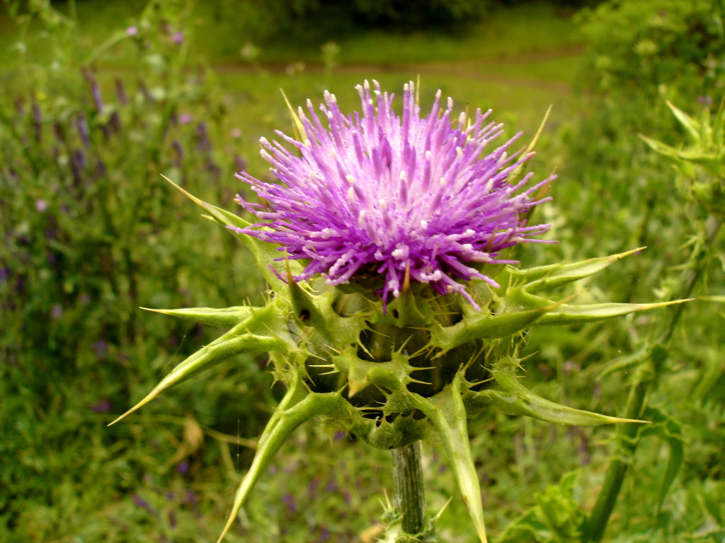 Thistle