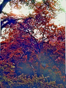 Sunol fall colors