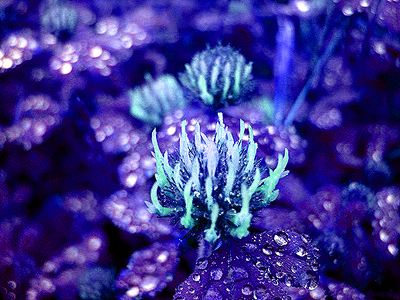 Purplish green flower