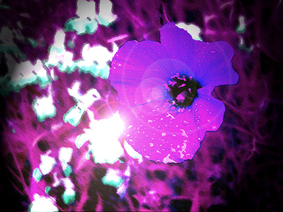 Purplish pink flower