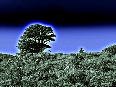 Sweeny ridge
