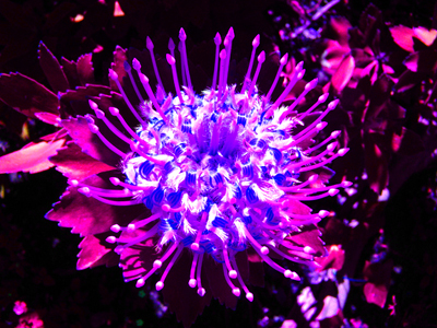 flower 3