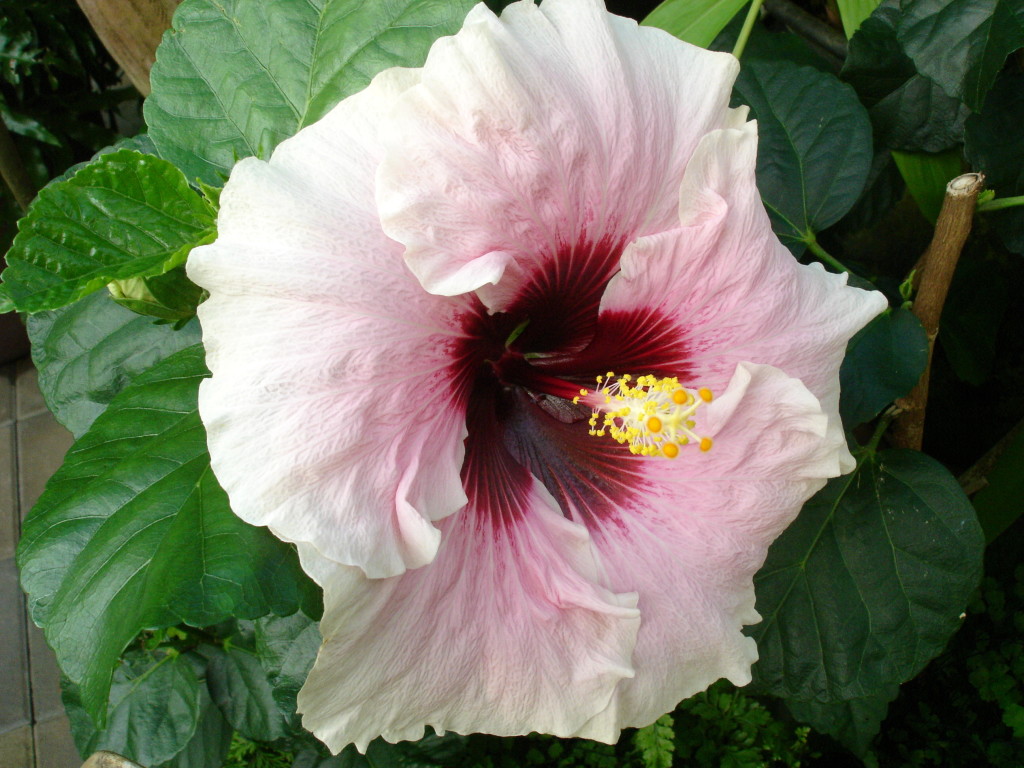 Hibiscus