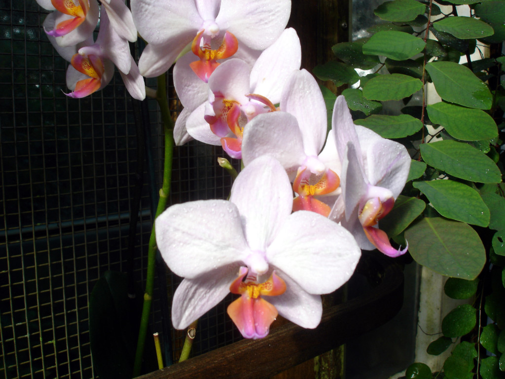 Orchid