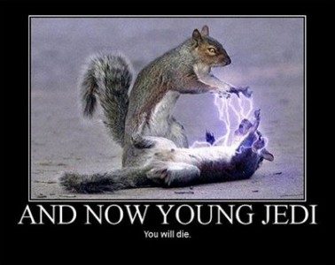 sithcat squirrels