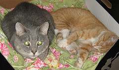 flumptytail's cats
