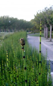 bee and bamboo