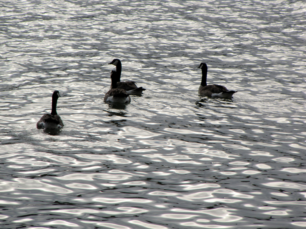 Geese on the bay