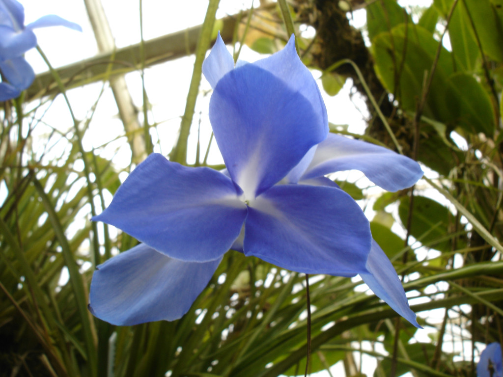 Conservatory of Flowers