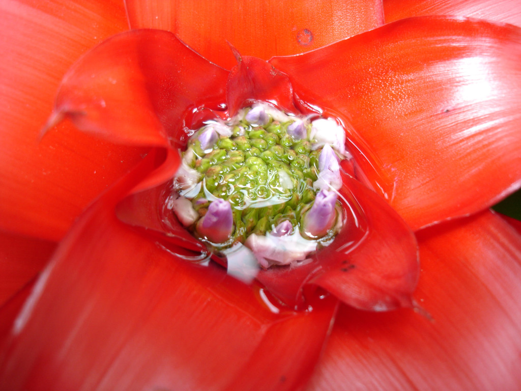 Bromeliad by lastech