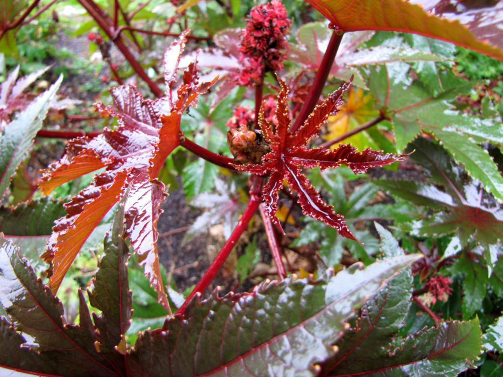 Strybing arboretum