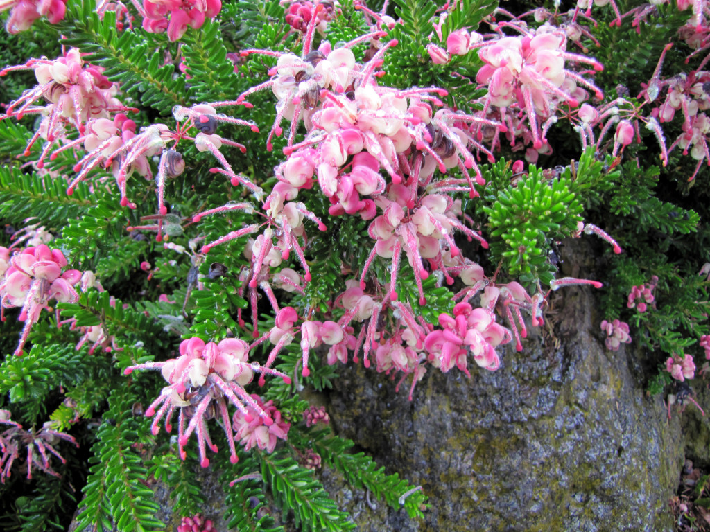 Strybing arboretum