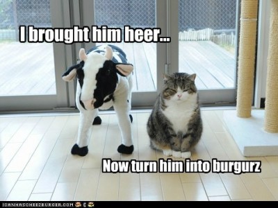 Maru and cow