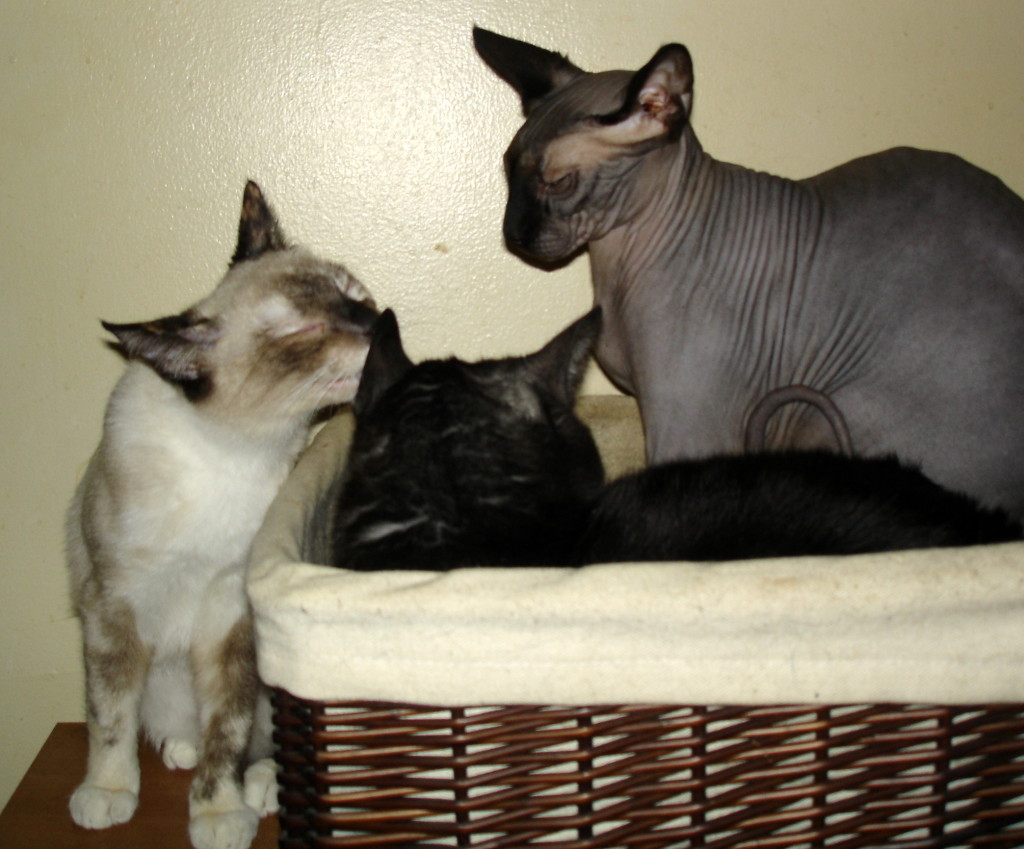 Our other furkids. From left to right: Miss Nightshade Jenny, Tito, and Kitsune aka Maz Whang?