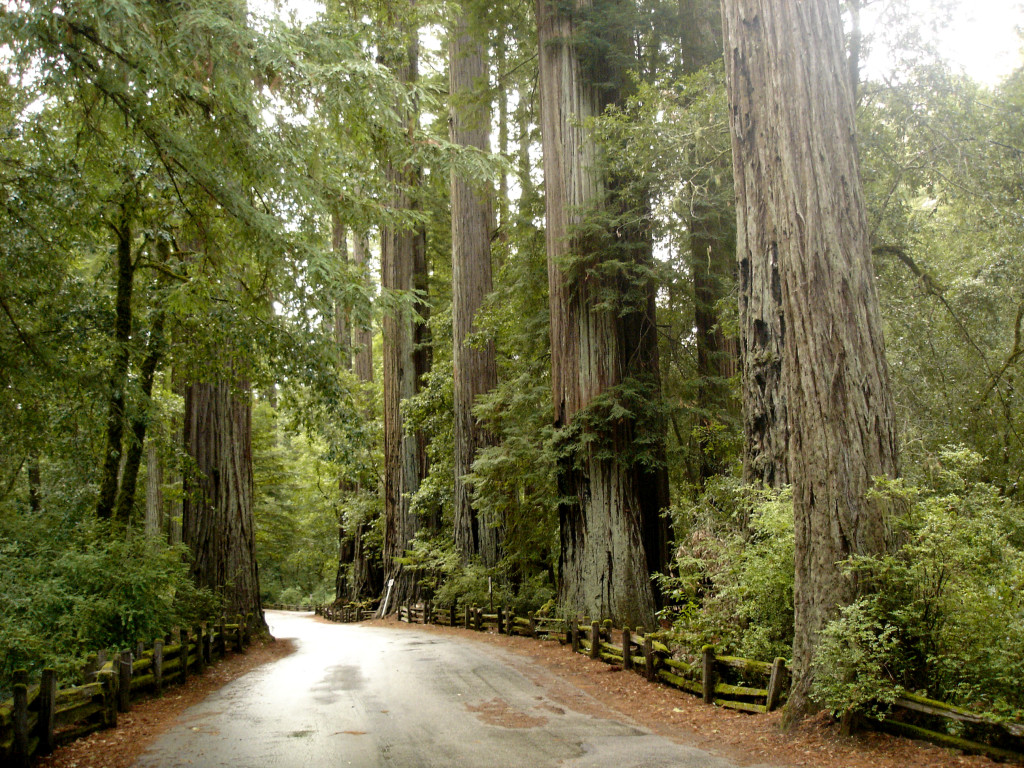 Big Basin Redwoods in the Santa Cruz Mountains
