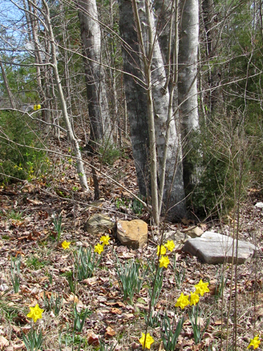 daffodils