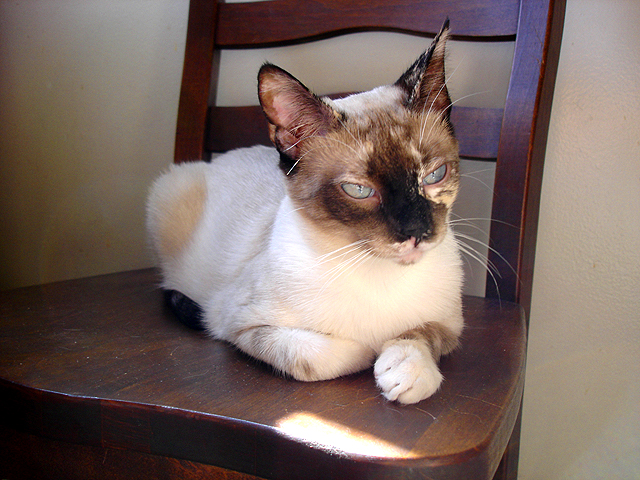 Jenny on kitchen chair