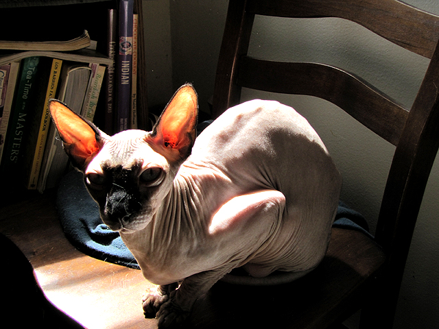 cat dictator in office