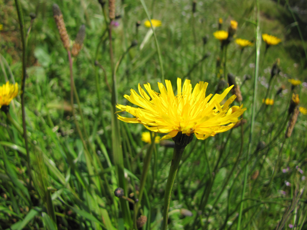 Dandelion