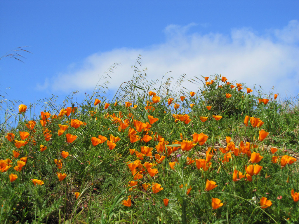 Bernal Heights