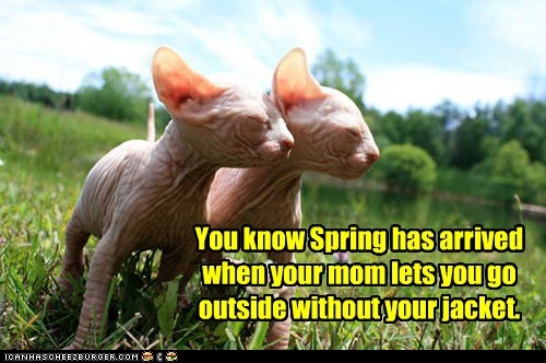Sphynx in Spring