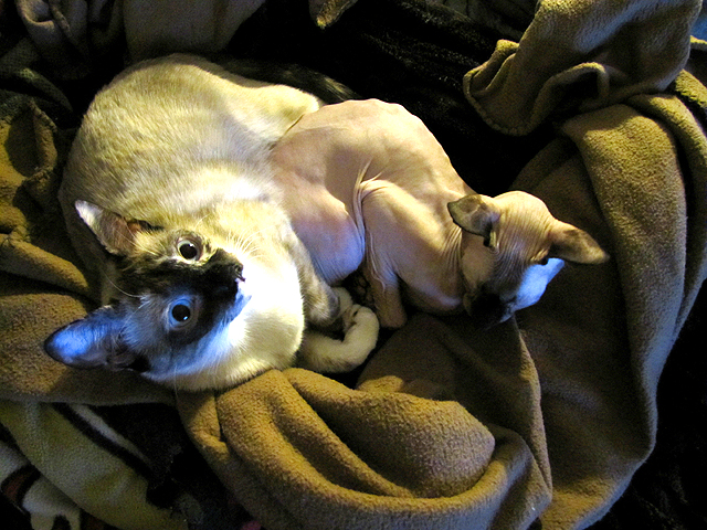 Jenny nursing Sphynx cat