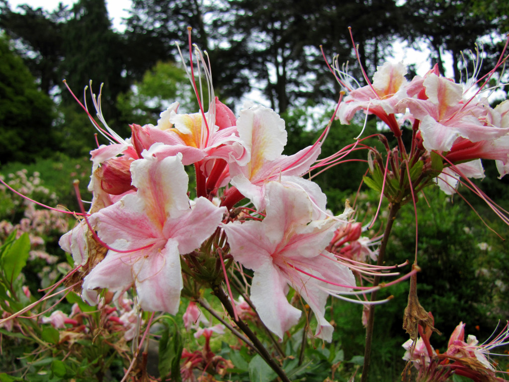 Strybing Arboretum