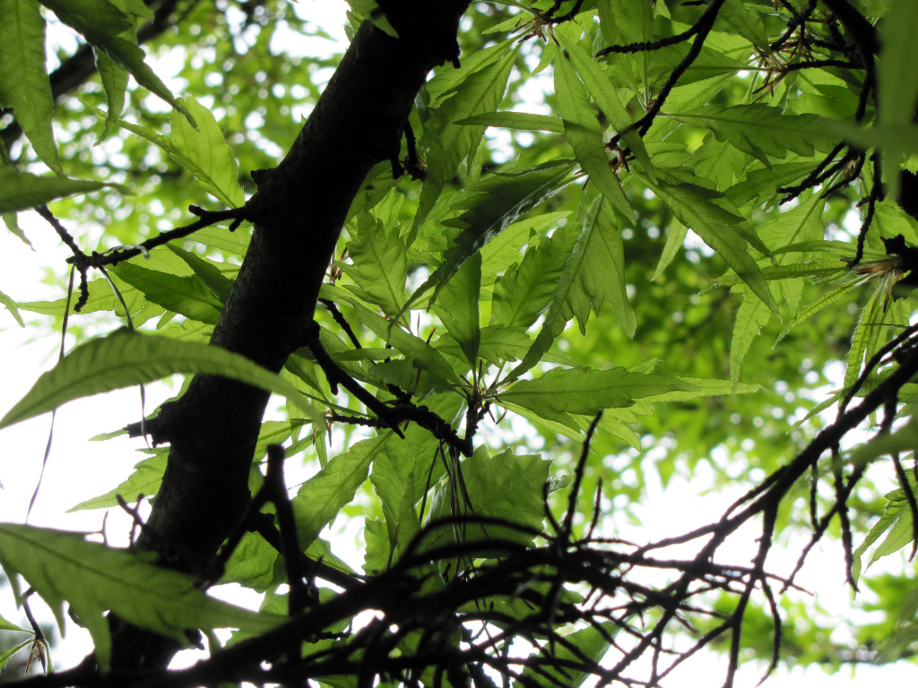 Strybing Arboretum