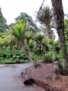 Trail through the tree ferns