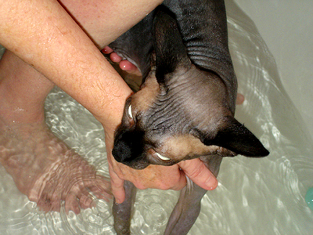 Cool Mazuzu gets a bath
