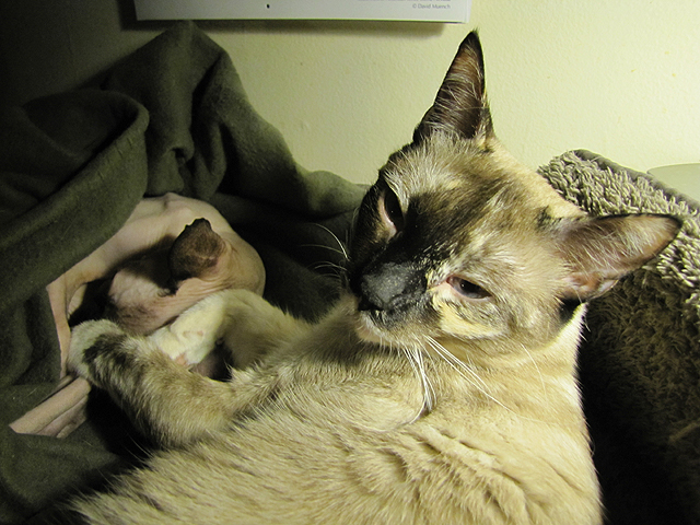 Jenny nursing Kitsy