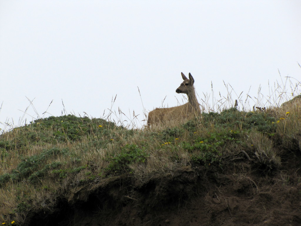 Point Reyes