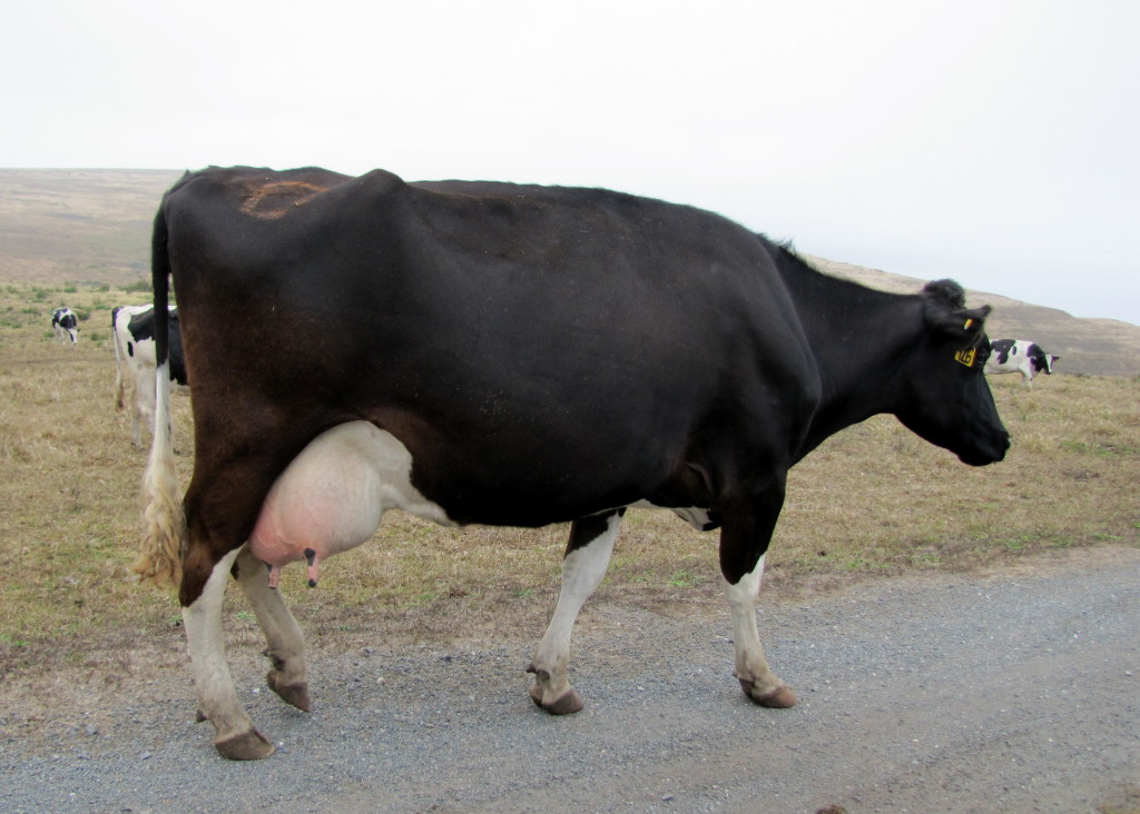 cow