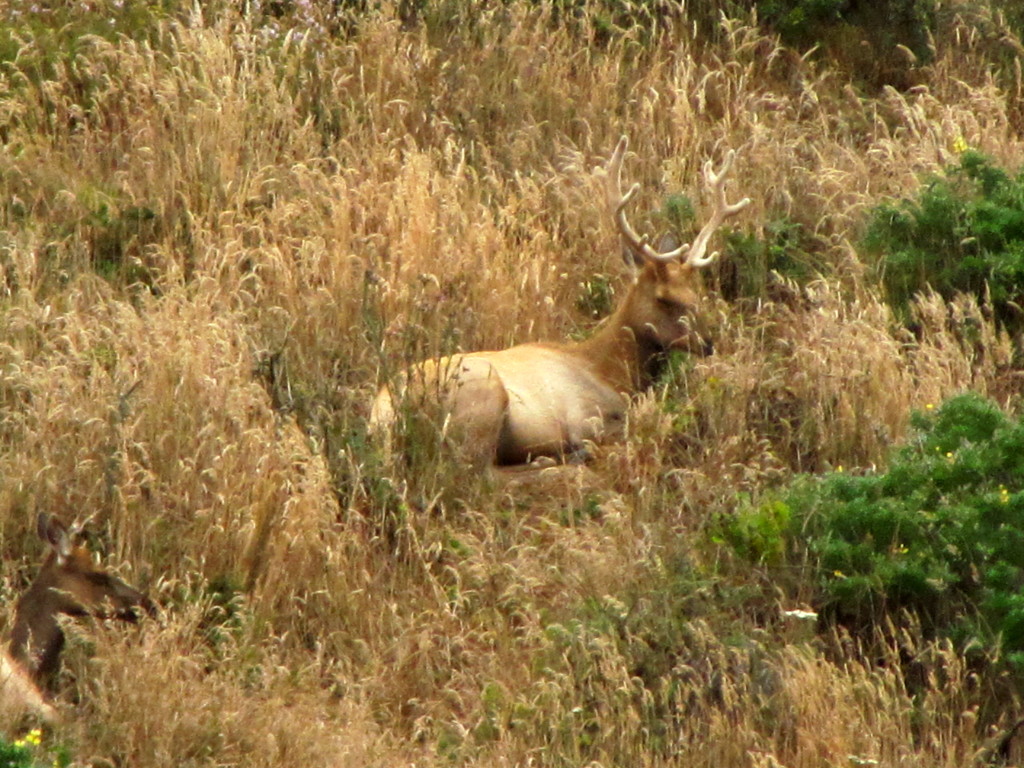 Tule elk