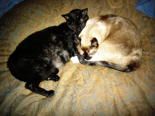 Tito & Jenny on love cushion