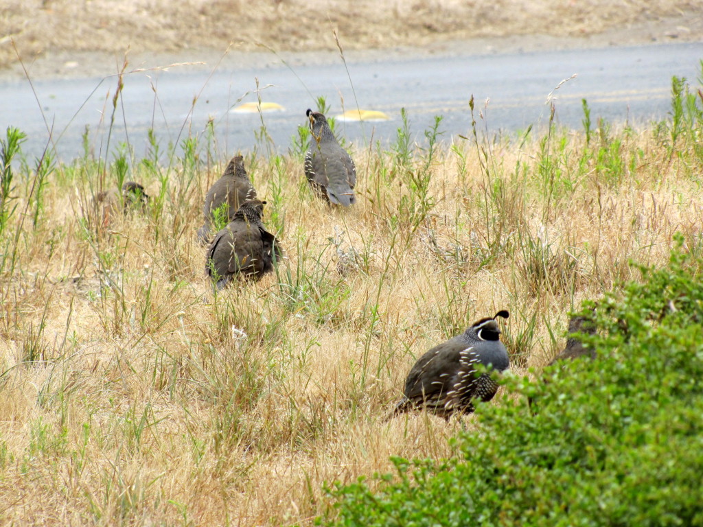 California quail