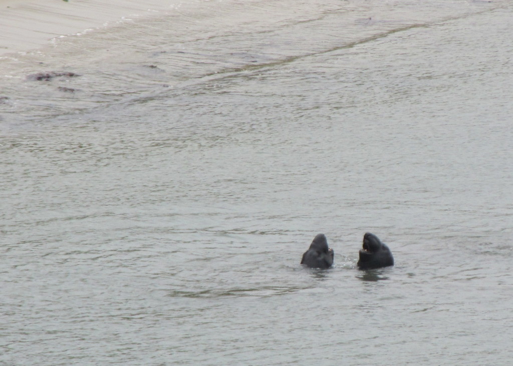 Elephant seals