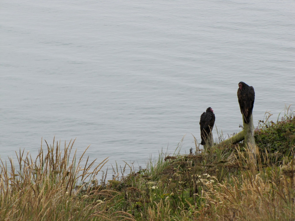 Turkey Vultures