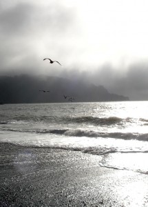 Gulls over Baker Beach