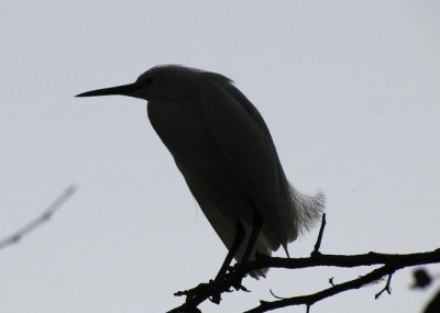 Great Egret at Shoreline Mountain View