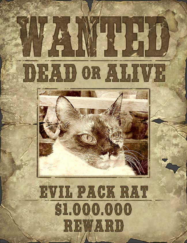 Jenny wanted poster