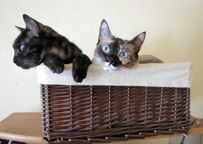 basket kitties