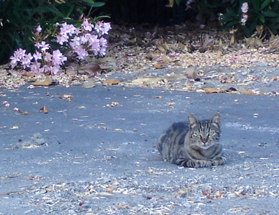 feral cat